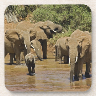Afrikaanse Olifanten, Loxodonta Africana, Samburu Drankjes Onderzetter