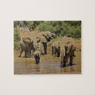 Afrikaanse Olifanten, Loxodonta Africana, Samburu Legpuzzel