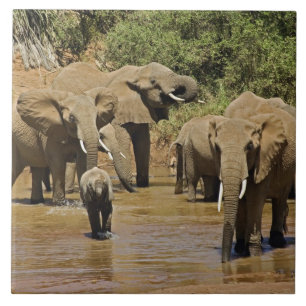 Afrikaanse Olifanten, Loxodonta Africana, Samburu Tegeltje