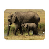 Afrikaanse olifanten magneet (Horizontaal)