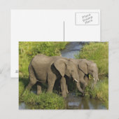 Afrikaanse olifanten Masai Mara Briefkaart (Voorkant / Achterkant)