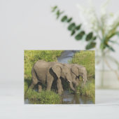 Afrikaanse olifanten Masai Mara Briefkaart (Staand voorkant)
