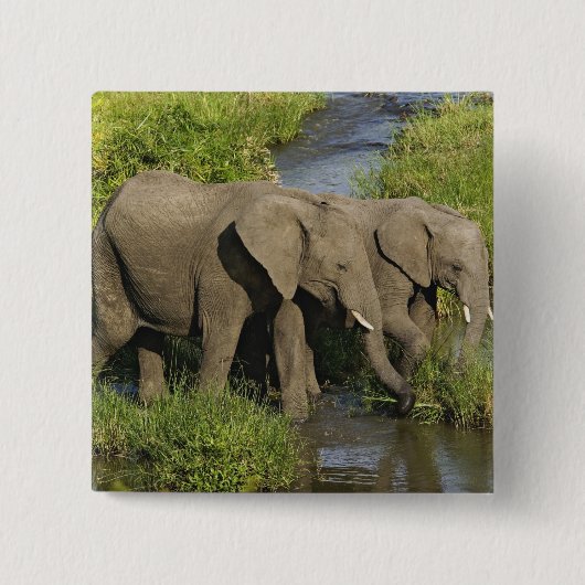 Afrikaanse olifanten Masai Mara Vierkante Button 5,1 Cm (Voorkant)