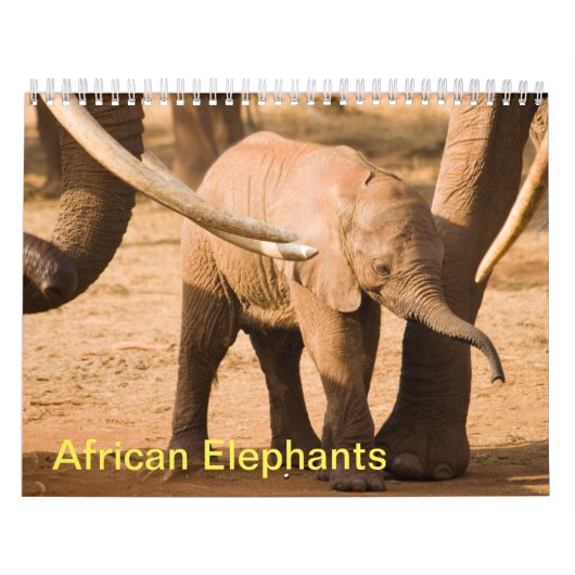 Afrikaanse Olifanten Muurkalender Kalender (Hoes)