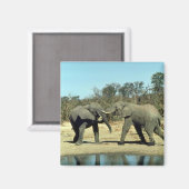 Afrikaanse olifanten vechten magneet (Voorkant / Achterkant)