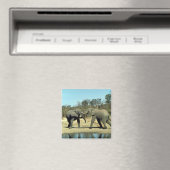 Afrikaanse olifanten vechten magneet (Insitu (Vaatwasser))