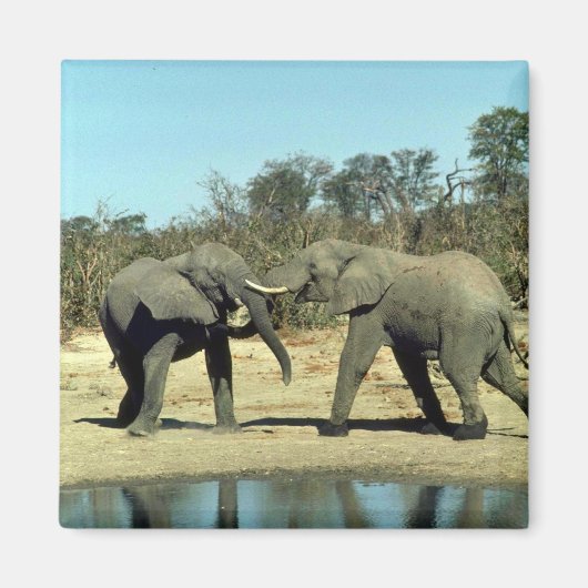 Afrikaanse olifanten vechten magneet (Voorkant)