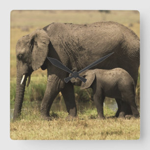 Afrikaanse olifanten vierkante klok