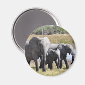 Afrikaanse olifantenbekkens magneet (Voorkant / Achterkant)