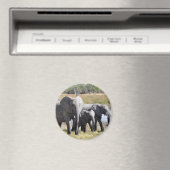 Afrikaanse olifantenbekkens magneet (Insitu (Vaatwasser))