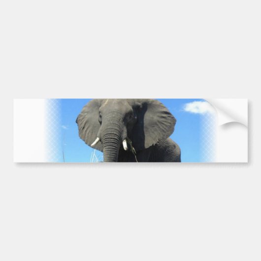 Afrikaanse olifantenBumpersticker Bumpersticker (Voorkant)
