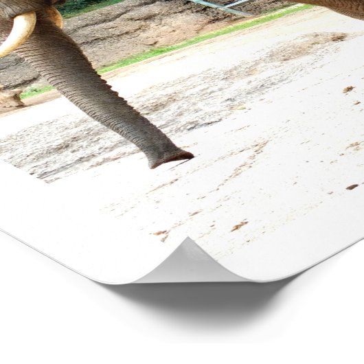 Afrikaanse olifantendier poster (Hoek)