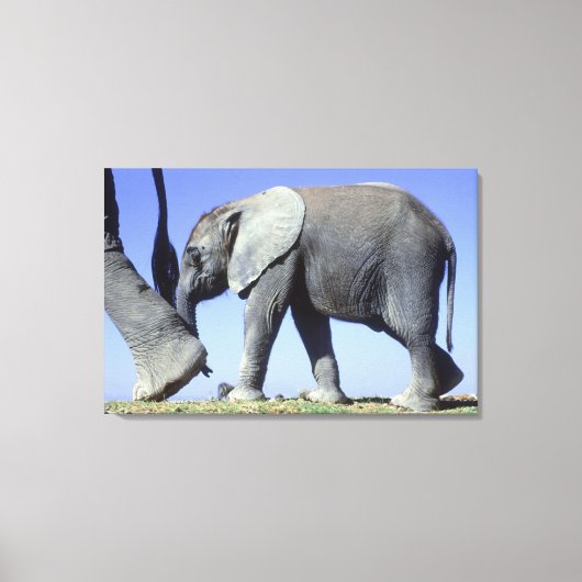 Afrikaanse olifantenkalf canvas afdruk (Voorkant)