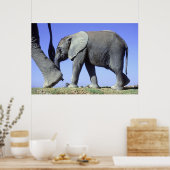 Afrikaanse olifantenkalf poster (Keuken)