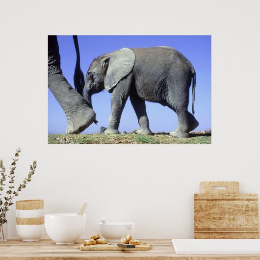 Afrikaanse olifantenkalf poster (Keuken)