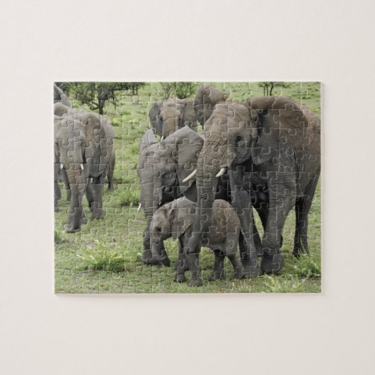 Afrikaanse olifantenkudde, Loxodonta africana, 2 Legpuzzel (Horizontaal)