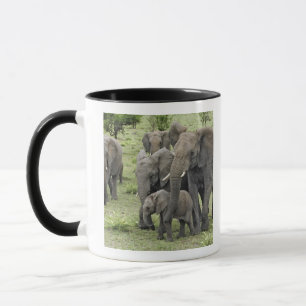 Afrikaanse olifantenkudde, Loxodonta africana, 2 Mok