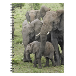 Afrikaanse olifantenkudde, Loxodonta africana, 2 Notitieboek