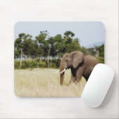 Afrikaanse olifantenstier muismat (Met muis)