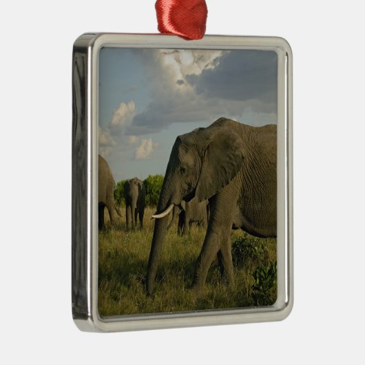 Afrikaanse olifantenweiden, Loxodonta africana, Metalen Ornament (Rechts)