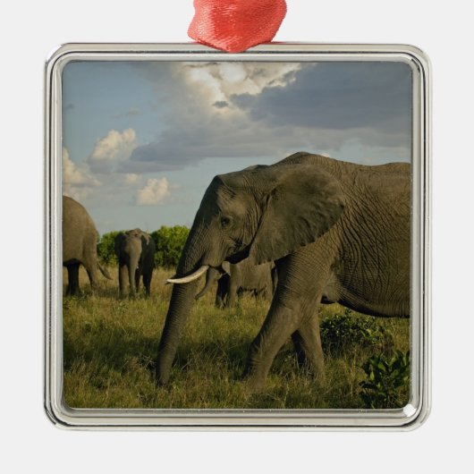 Afrikaanse olifantenweiden, Loxodonta africana, Metalen Ornament (Voorkant)
