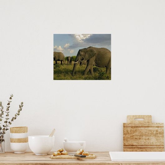 Afrikaanse olifantenweiden, Loxodonta africana, Poster (Keuken)