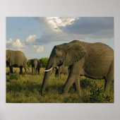 Afrikaanse olifantenweiden, Loxodonta africana, Poster (Voorkant)