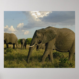 Afrikaanse olifantenweiden, Loxodonta africana, Poster