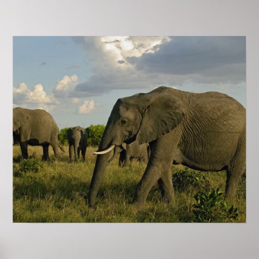 Afrikaanse olifantenweiden, Loxodonta africana, Poster (Voorkant)