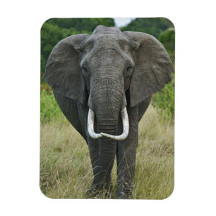 Afrikaanse Olifantna loxodonta, Masai Mara wildres Magneet