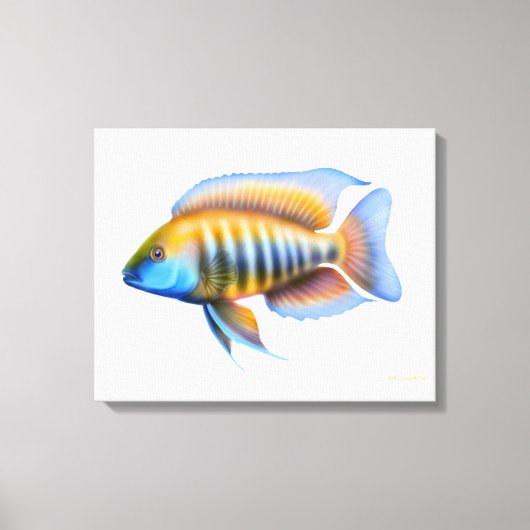 Afrikaanse Peacock Cichlid Fish Wrapped Canvas Afdruk (Voorkant)