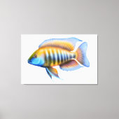 Afrikaanse Peacock Cichlid Fish Wrapped Canvas Afdruk (Voorkant)