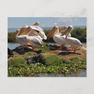 Afrikaanse Pelikanen Wildleven in Afrika Briefkaart