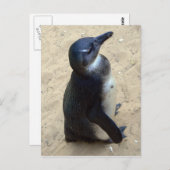 Afrikaanse peper briefkaart (Voorkant / Achterkant)