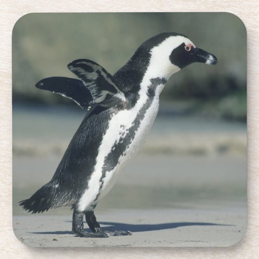 Afrikaanse pinguïn bier onderzetter (Voorkant)