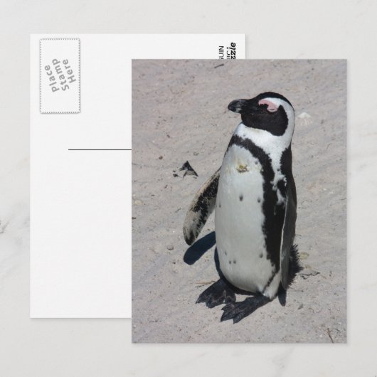Afrikaanse Pinguïn - Briefkaart (Voorkant / Achterkant)
