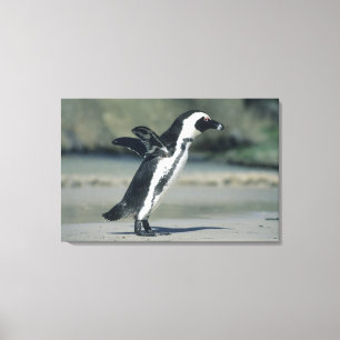 Afrikaanse pinguïn canvas afdruk