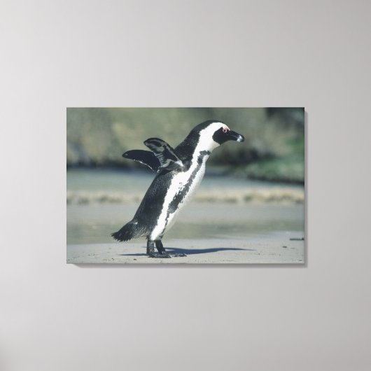 Afrikaanse pinguïn canvas afdruk (Voorkant)
