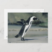 Afrikaanse Pinguïn, (demersus Spheniscus), komst Briefkaart (Voorkant / Achterkant)