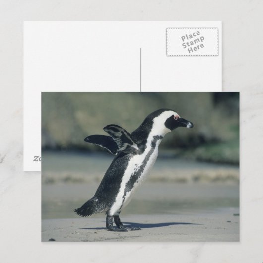 Afrikaanse Pinguïn, (demersus Spheniscus), komst Briefkaart (Voorkant / Achterkant)