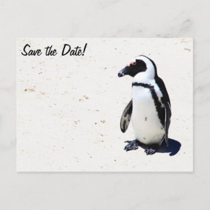 Afrikaanse pinguïn in Boulders Beach, Kaapstad Aankondigingskaart