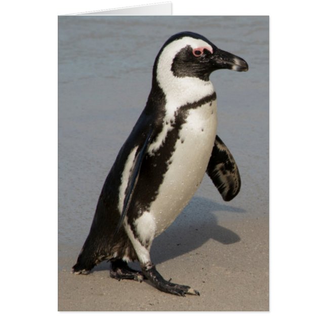 Afrikaanse pinguïn loopt (Voorkant)