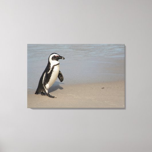 Afrikaanse pinguïn loopt canvas afdruk (Voorkant)