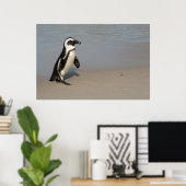 Afrikaanse pinguïn loopt poster (Thuiskantoor)