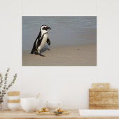 Afrikaanse pinguïn loopt poster (Keuken)