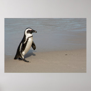 Afrikaanse pinguïn loopt poster
