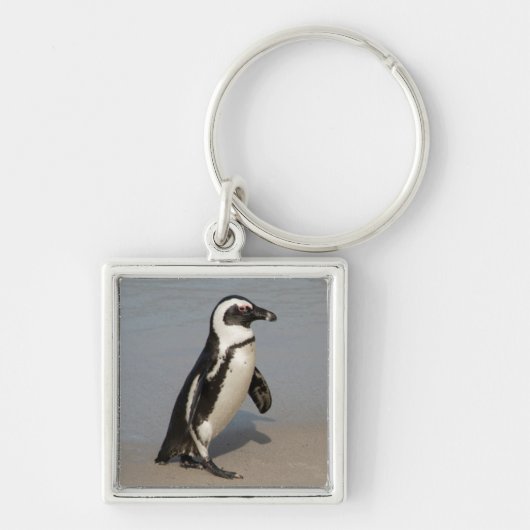 Afrikaanse pinguïn loopt sleutelhanger (Voorkant)