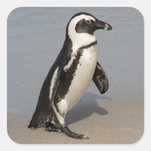 Afrikaanse pinguïn loopt vierkante sticker (Voorkant)