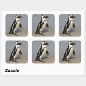 Afrikaanse pinguïn loopt vierkante sticker (Vel)