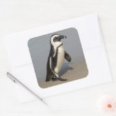 Afrikaanse pinguïn loopt vierkante sticker (Envelop)